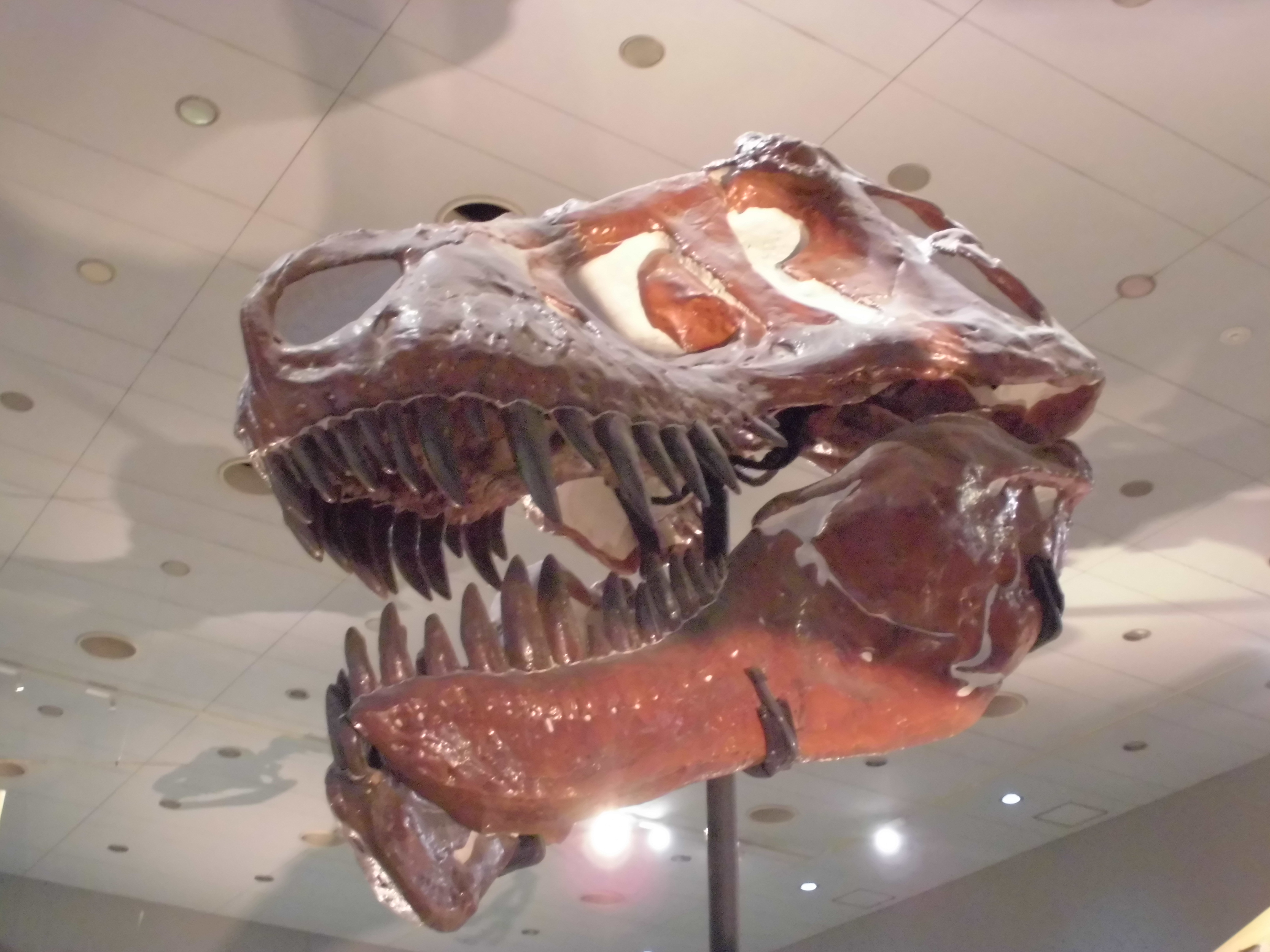大人も子供もみんな大好き!!恐竜の化石を見に行こう【大阪市立自然史博物館に行ってきました。by-VEGETAPSY】